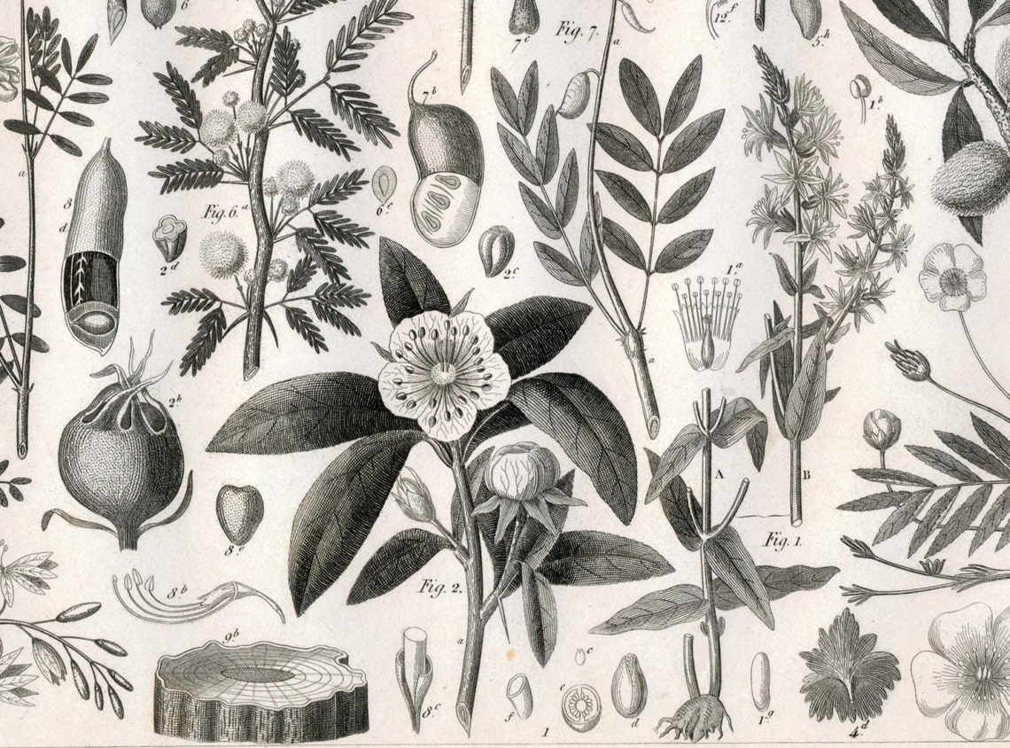 1860 Antique Steel Engraving of Tamarind Gum Arabic Kidney - Etsy