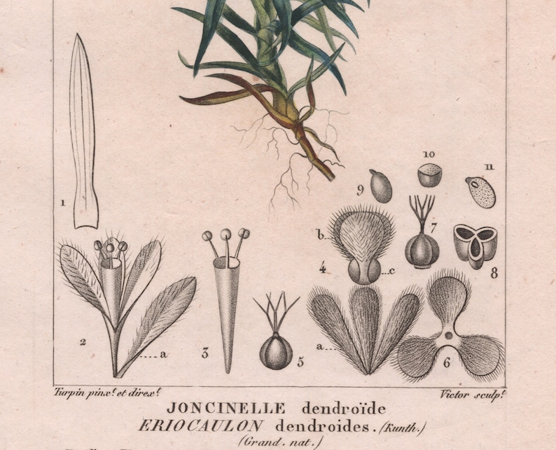 Antique Botanical Print of Eriocaulon dendroides 1829 Rare Hand-coloured Print