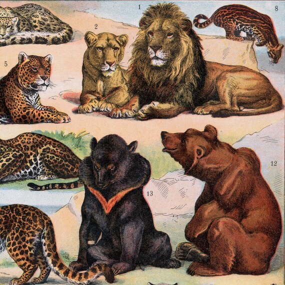 【リトグラフ】オーデュボン「アメリカの鳥類」NO.13 PL.63 単葉 初版 1908 Antique Print of Predators - Wild Animals - Lion