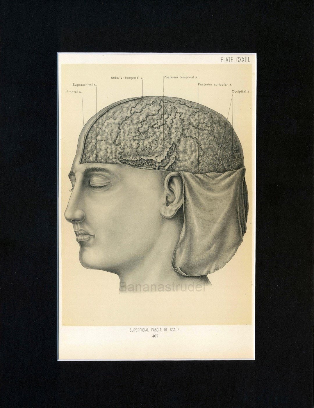 1899 Antique Anatomy Print Superficial Fascia of Scalp Matted Ready to ...