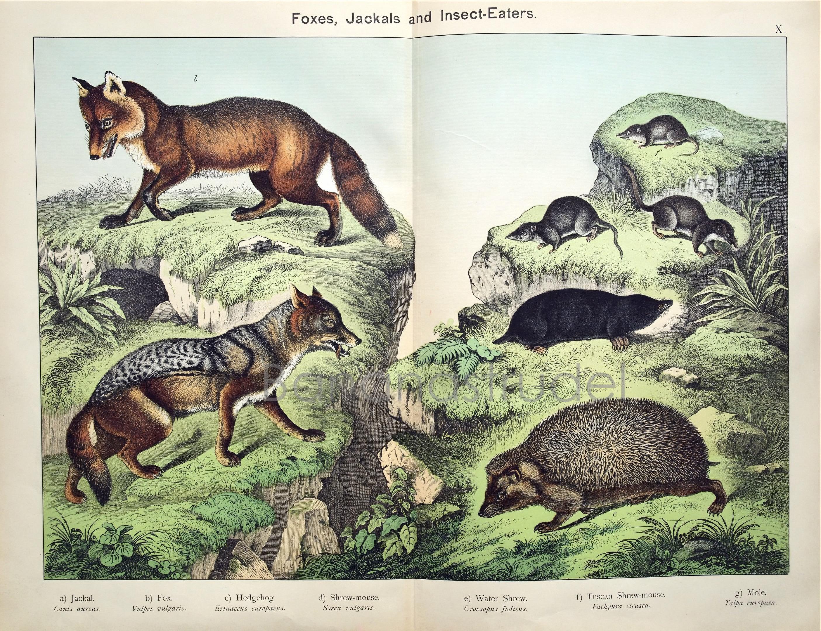 キツネとジャッカルのアンティーク版画 - 1889年製アンティーク二枚組