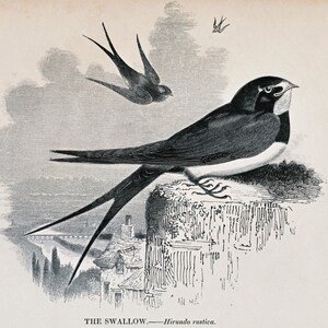 Antique Print of the Swallow - 1840s-1850s Vintage Print