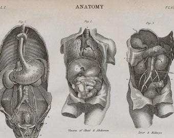 1875 Antique Anatomy Print - Aorta - Abdomen - Liver - Kidneys - Intestines