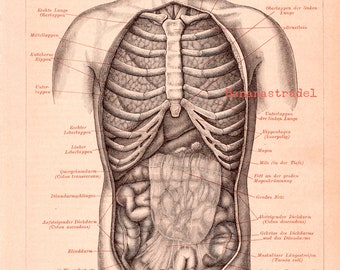 Antique Anatomy Print - Human Intestines - Published 1895