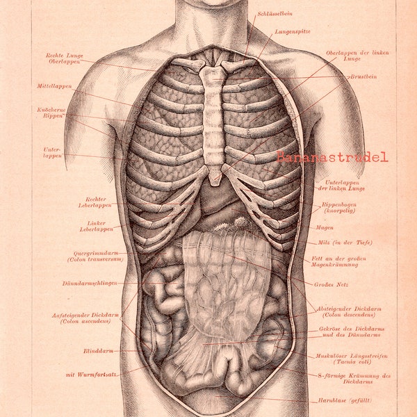 Antique Anatomy Print - Human Intestines - Published 1895