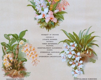 1901 Antique Print of Orchids - Chromolithograph