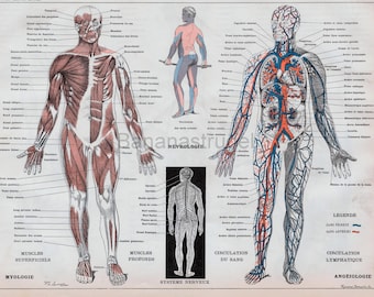 Antique Anatomy Print - Human Muscular, Skeletal, Vascular, Nervous Systems - 1898-1904 French Chromolithograph