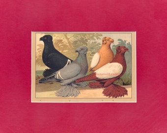Antique Print of Birds - Matted - Ready to Frame - Three Birds - LDC - Print P