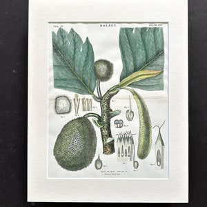 May include: A vintage botanical illustration of the Breadfruit Tree (Artocarpus incisa). The image shows the tree's leaves, fruit, and flowers in detail. The illustration is printed on paper and framed.