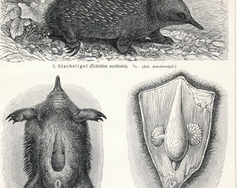 Antique Print of Porcupine Anteater and Platypus - 1895 Vintage Engraving