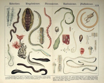 Large Antique Print on Worms - 1886 Vintage Chromolithograph