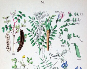 1881 Antique Botanical Print (59) - Field Peas - Lentils - Peanuts - Carob - Red Clover - Alfalfa - Common Sainfoin - Licorice