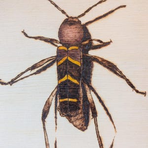 May include: A wood-burned art piece featuring a detailed insect illustration. The insect has a brown body with yellow stripes and long, slender legs. The artwork is on a rectangular wooden plaque with a light-colored surface and a dark, burnt edge.
