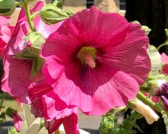 Old Fashioned Hollyhocks, grandma's flower garden, easy to grow, self seeding, Organic Flower Seeds, hollyhock seeds, pink hollyhocks