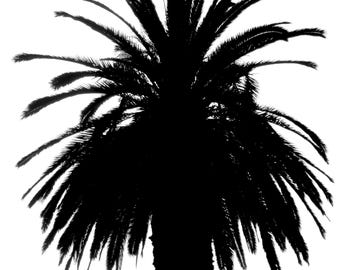Palm Springs Palm Tree Print: California Wall Decor (8x10)