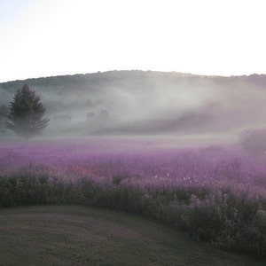 May include: A misty, purple field with a single tree in the foreground. The field is surrounded by a rolling green hill in the background.