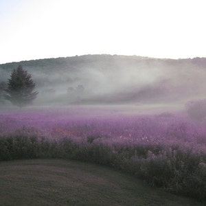 Purple Fields / Catskills / New York/ 16 X 20 Photo Mounted onto Gallery Wrapped Canvas/Affordable Home Decor/ Interior Design image 1