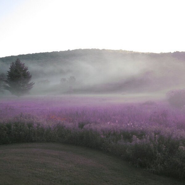 Purple Haze Sunset Photo: Catskills Meadow Canvas Art (16x20)