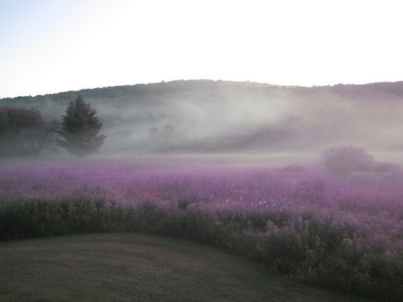 Purple Fields / Catskills / New York/ 16 X 20 Photo Mounted onto Gallery Wrapped Canvas/Affordable Home Decor/ Interior Design image 1