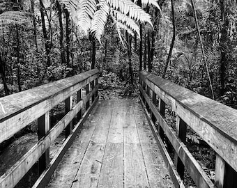 El Yunque National Park Print: Angelito Trail, Puerto Rico Black and White Photography