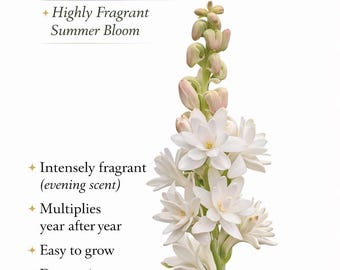 Double Tuberose Bulbs | 'The Pearl' Highly Fragrant Cut Flower Garden (Fall 2026 Presale)