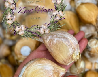 May include: Two large, light tan garlic cloves with smooth, papery skins. Above the cloves, a circular wreath graphic features small garlic bulbs and purple lavender sprigs, with the text "EST. 2025 Zmit Haven FARM" centered inside.