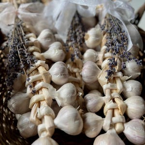 May include: Close-up of braided garlic bulbs with dried lavender sprigs and white ribbon bows. The garlic is white with a hint of purple, and the lavender is a deep purple. The arrangement is in a woven basket.