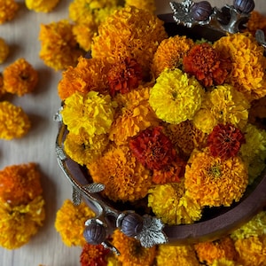 May include: A decorative bowl filled with vibrant marigold flowers in shades of yellow, orange, and red. The bowl has ornate silver-colored handles and is overflowing with the colorful blooms. Some flowers are scattered around the bowl on a light-colored wooden surface.
