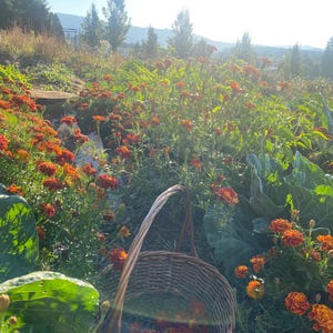 May include: A woven wicker basket sits in a garden filled with vibrant orange and deep red marigold flowers and large green leafy plants. The scene is illuminated by bright sunlight, casting a warm glow over the dense vegetation and foliage.