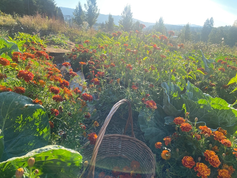 May include: A woven wicker basket sits in a garden filled with vibrant orange and deep red marigold flowers and large green leafy plants. The scene is illuminated by bright sunlight, casting a warm glow over the dense vegetation and foliage.