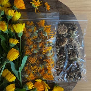 May include: Two clear plastic bags filled with dried herbs. One bag contains dried yellow calendula petals, the other contains dried brown flower buds. Fresh yellow calendula flowers are scattered around the bags.