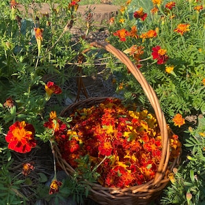 May include: A woven brown wicker basket filled with a collection of vibrant orange and deep red marigold flowers, positioned amidst a lush green garden bed containing additional blooming marigold plants under bright natural sunlight.