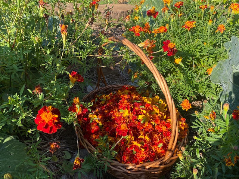 May include: A woven brown wicker basket filled with a collection of vibrant orange and deep red marigold flowers, positioned amidst a lush green garden bed containing additional blooming marigold plants under bright natural sunlight.