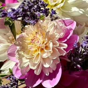 Puede incluir: Primer plano de un ramo de flores coloridas. El arreglo presenta grandes dalias con pétalos rosas y crema, acentuadas por ramitas de lavanda púrpura. Las flores están en plena floración, mostrando sus intrincadas texturas y colores vibrantes.