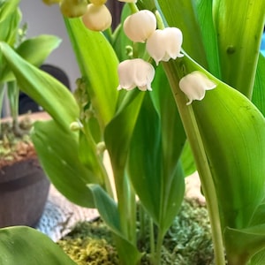 Lily of the Valley Live Plant - Etsy