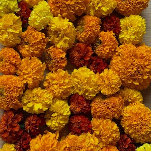 May include: A dense arrangement of marigold flowers in vibrant shades of yellow, bright orange, and deep reddish-brown. The blossoms are tightly packed together, displaying ruffled, layered petals that create a textured, colorful floral display.