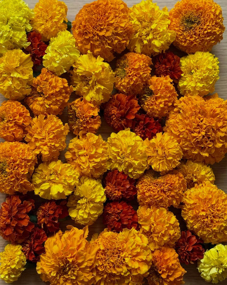 May include: A dense arrangement of marigold flowers in vibrant shades of yellow, bright orange, and deep reddish-brown. The blossoms are tightly packed together, displaying ruffled, layered petals that create a textured, colorful floral display.