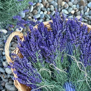 May include: A wicker basket filled with bundles of fresh lavender. The lavender has vibrant purple flowers and green stems, tied with twine. The basket sits on a bed of blue and gray stones, with more lavender plants visible in the background.