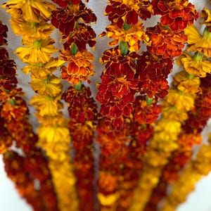 May include: Multiple vertical strands of marigold flowers featuring vibrant shades of deep red, burnt orange, and bright yellow. The blossoms are densely packed along each string, creating a cascading floral display with varied petal textures.