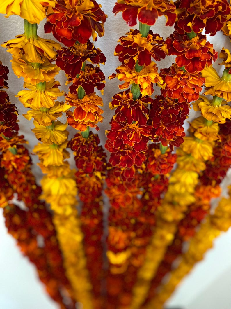 May include: Multiple vertical strands of marigold flowers featuring vibrant shades of deep red, burnt orange, and bright yellow. The blossoms are densely packed along each string, creating a cascading floral display with varied petal textures.
