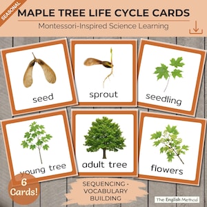 May include: Six square educational cards titled MAPLE TREE LIFE CYCLE CARDS. Each card features a white background, a brown border, and a label: seed, sprout, seedling, young tree, adult tree, and flowers, illustrating the growth stages of a maple.