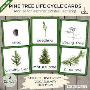 May include: Set of six educational cards illustrating the pine tree life cycle, from seed to mature tree and pinecone. The cards are labeled with terms like "seedling" and "young tree." The text "Pine Tree Life Cycle Cards" and "Montessori-Inspired Winter Learning!" are displayed.