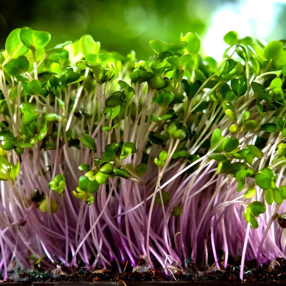Pure Live Microgreens - the purest form of organic non-GMO live microgreens