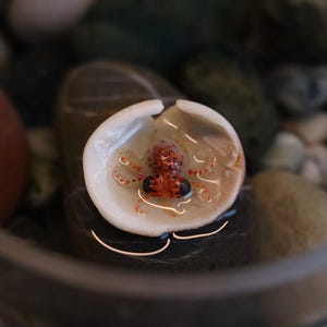 May include: A small, red and white crab is inside a white seashell. The seashell is sitting on a dark surface.