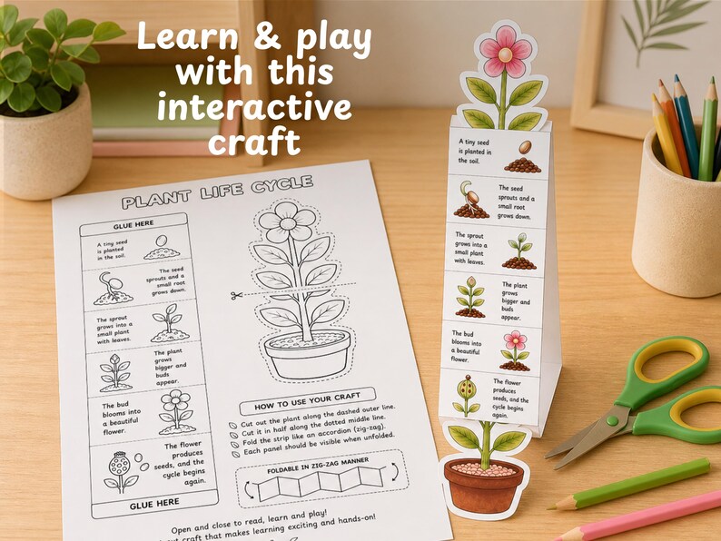 Plant Life Cycle Folding Surprise Craft, Cut, Fold and Learn Science ...