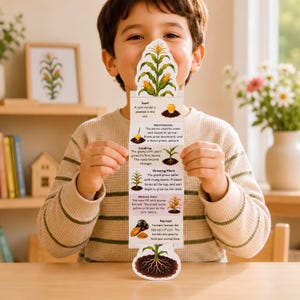 Puede incluir: Una tarjeta educativa vertical que ilustra el ciclo de vida de una planta de maíz, con dibujos coloridos y texto para etapas que incluyen semilla, germinación, plántula, planta en crecimiento, maíz maduro y cosecha, con raíces.