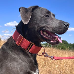 Earthy Orange Martingale Dog Collar Durable Woven Canvas Fabric, Caramel Brown Webbing, 2" or 1.5" Wide, Small or large optional leash lead