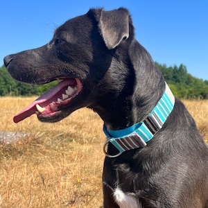 May include: A black dog wearing a blue and striped collar with a silver metal ring. The collar has stripes of turquoise, white, black, and gray. The dog is outdoors with a blue sky and dry grass in the background.