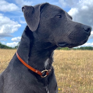 May include: A dark gray dog wearing a brown leather collar with a gold-colored metal ring. The dog is outdoors in a field of dry grass under a partly cloudy blue sky. The dog is looking to the right.
