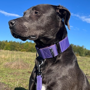 Collar para perro Martingala resistente al agua y al barro, morado oscuro, de 2" o 1,5" de ancho, resistente, talla XS a gigante, hebilla opcional, correa opcional